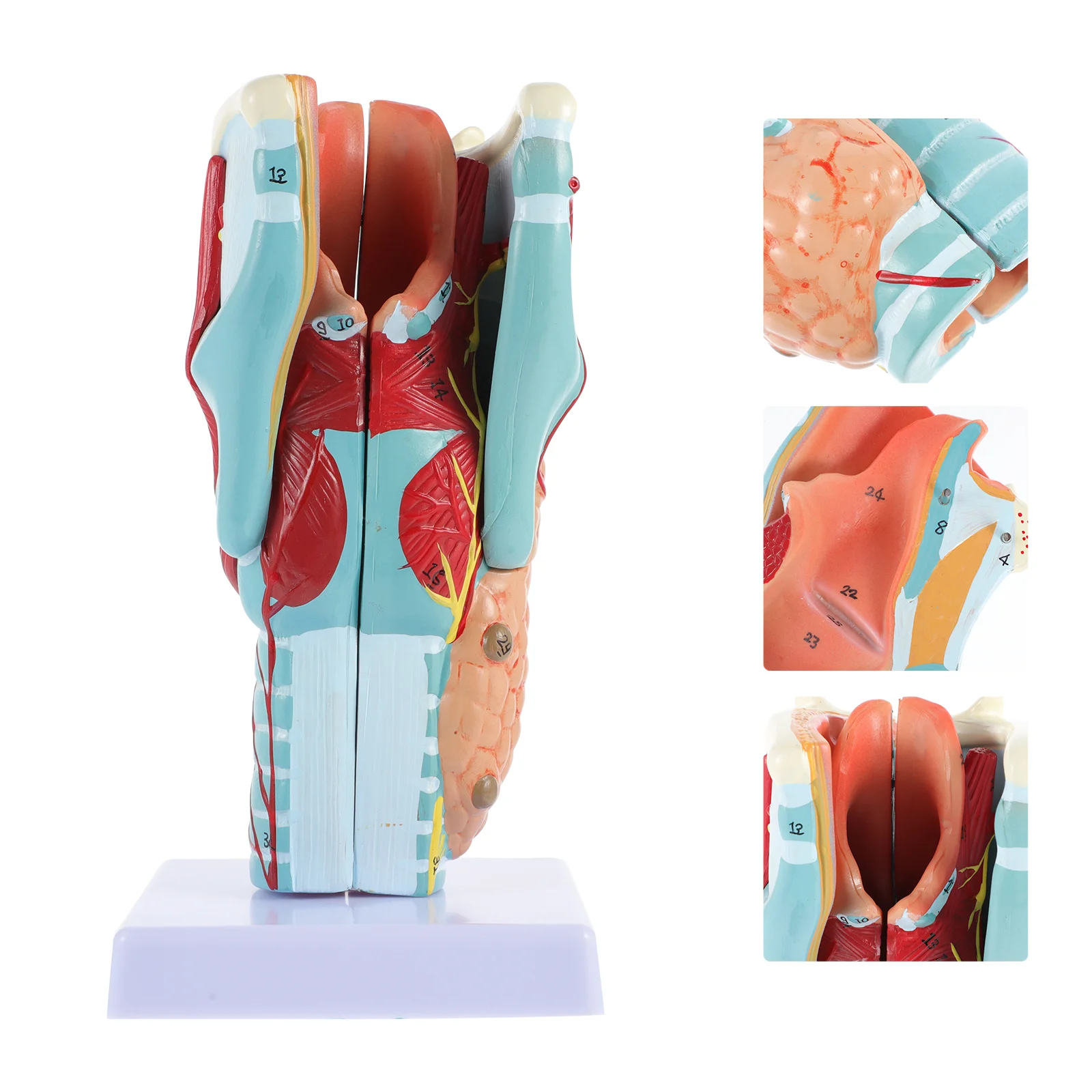 Anatomy Teaching Model Human Vocal Cords Laryngeal Structure Body Anatomical of Larynx Throat Pvc Portable