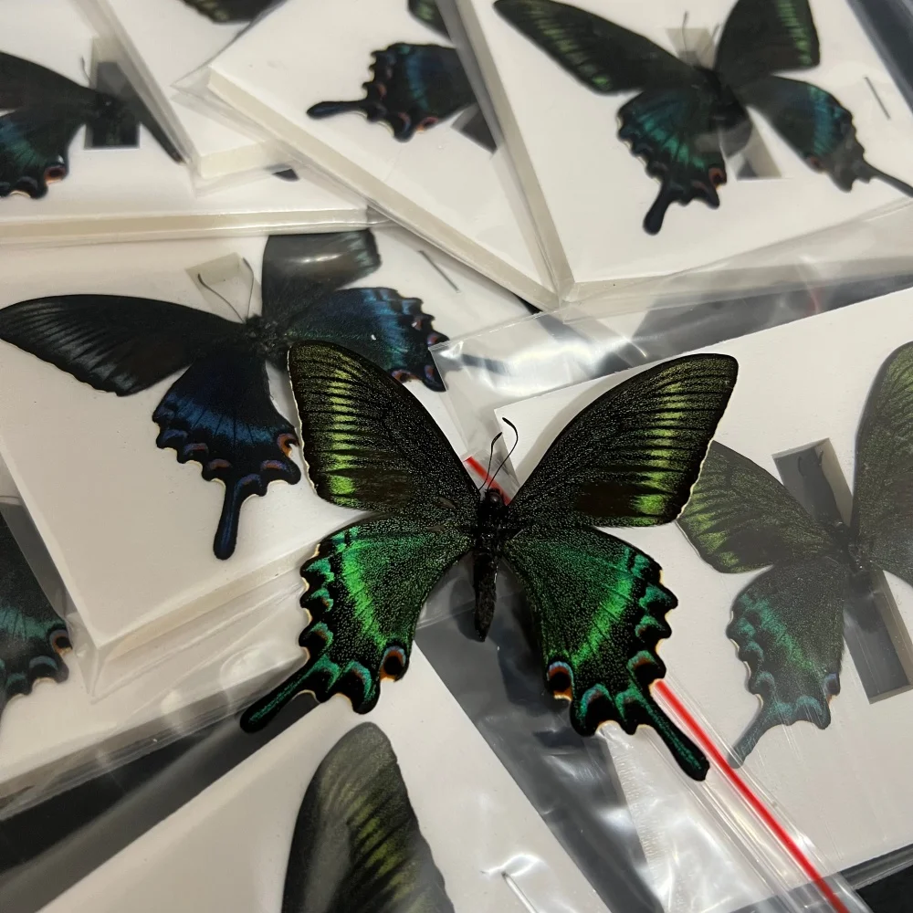 6-100 pcs natural Real Butterflies Specimen (Small Papilio maackii）