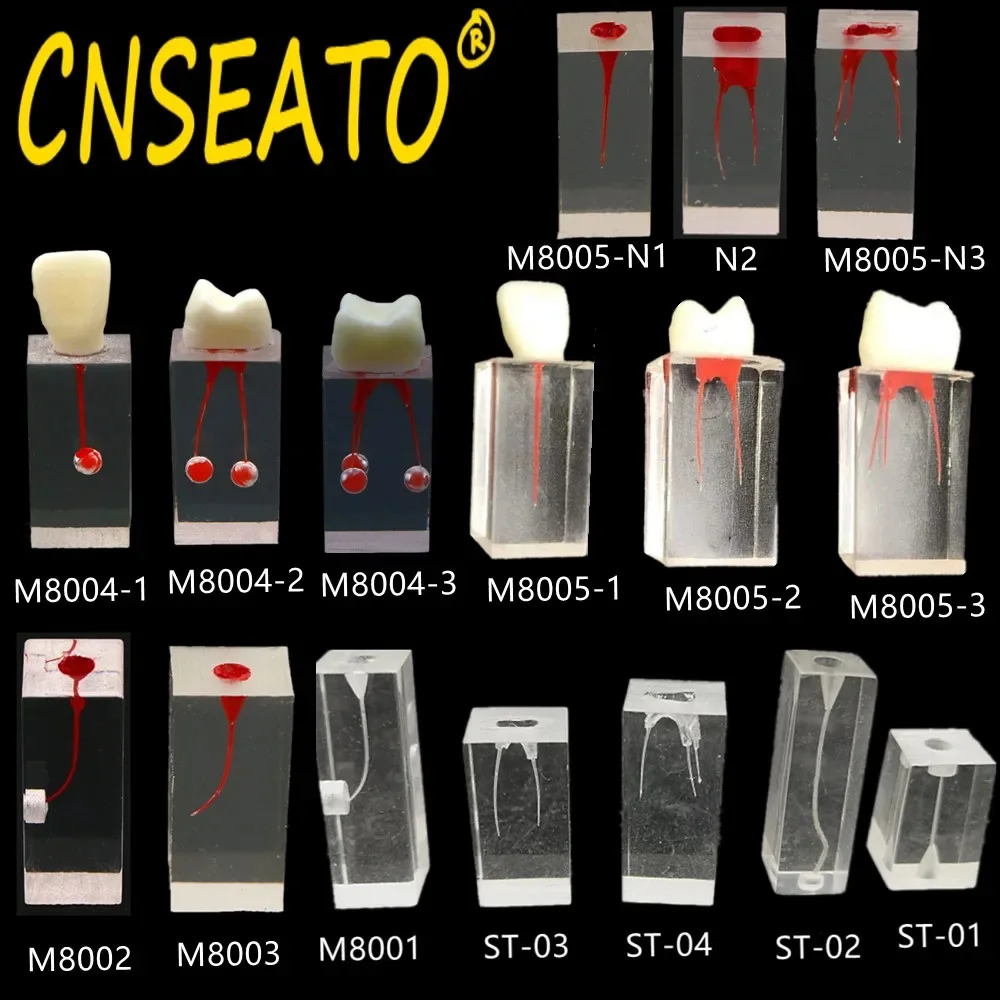 Dental Model Endodontic Root Canal Block Practice Teeth Pulp Cavity Resin Study Endo Training Tooth RCT Demo Student Teaching