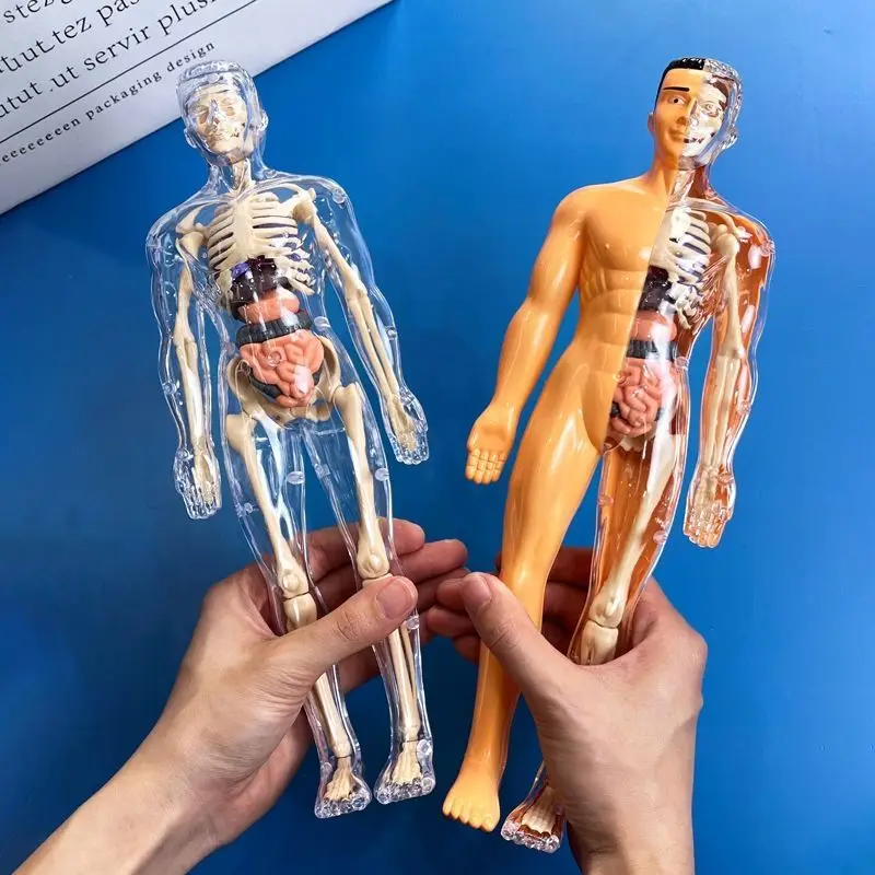 

Human Organ Toys Human Skeleton Models Simulated Medical Assembly Torso Structure Internal Organs Educational Toys