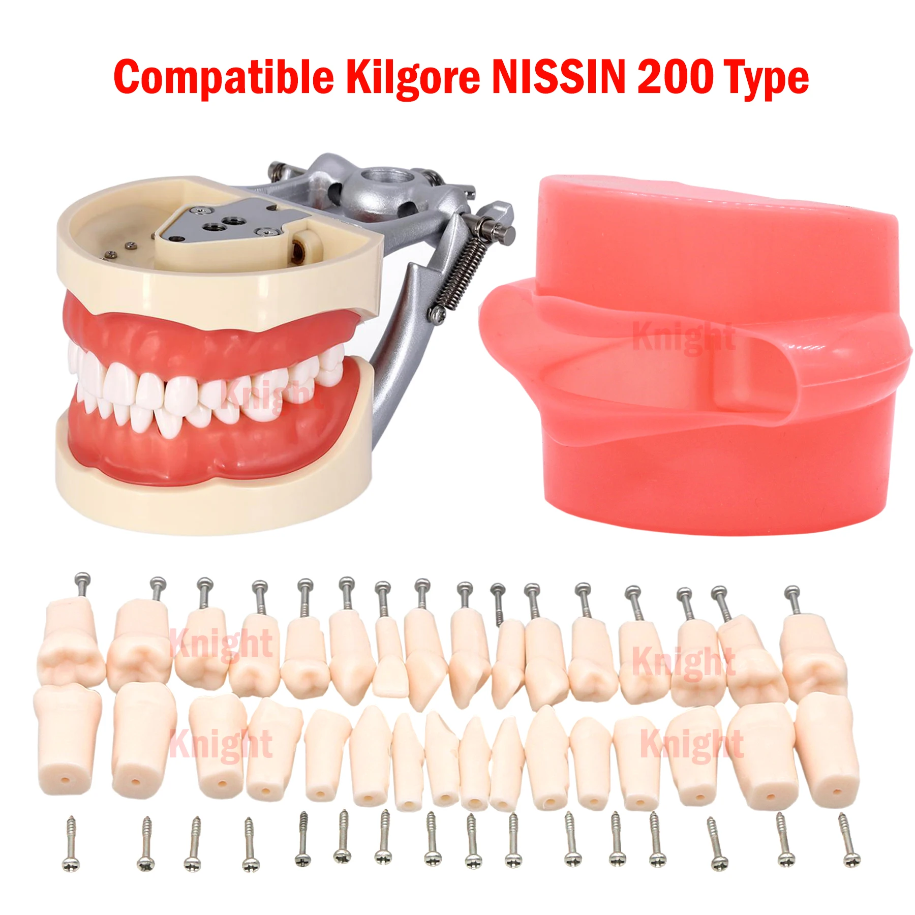 32Pcs Dental Teeth Models for Training Teaching Dentistry Imitation Resin Dentures Compatible NISSIN 200 Type Replacement Tooth