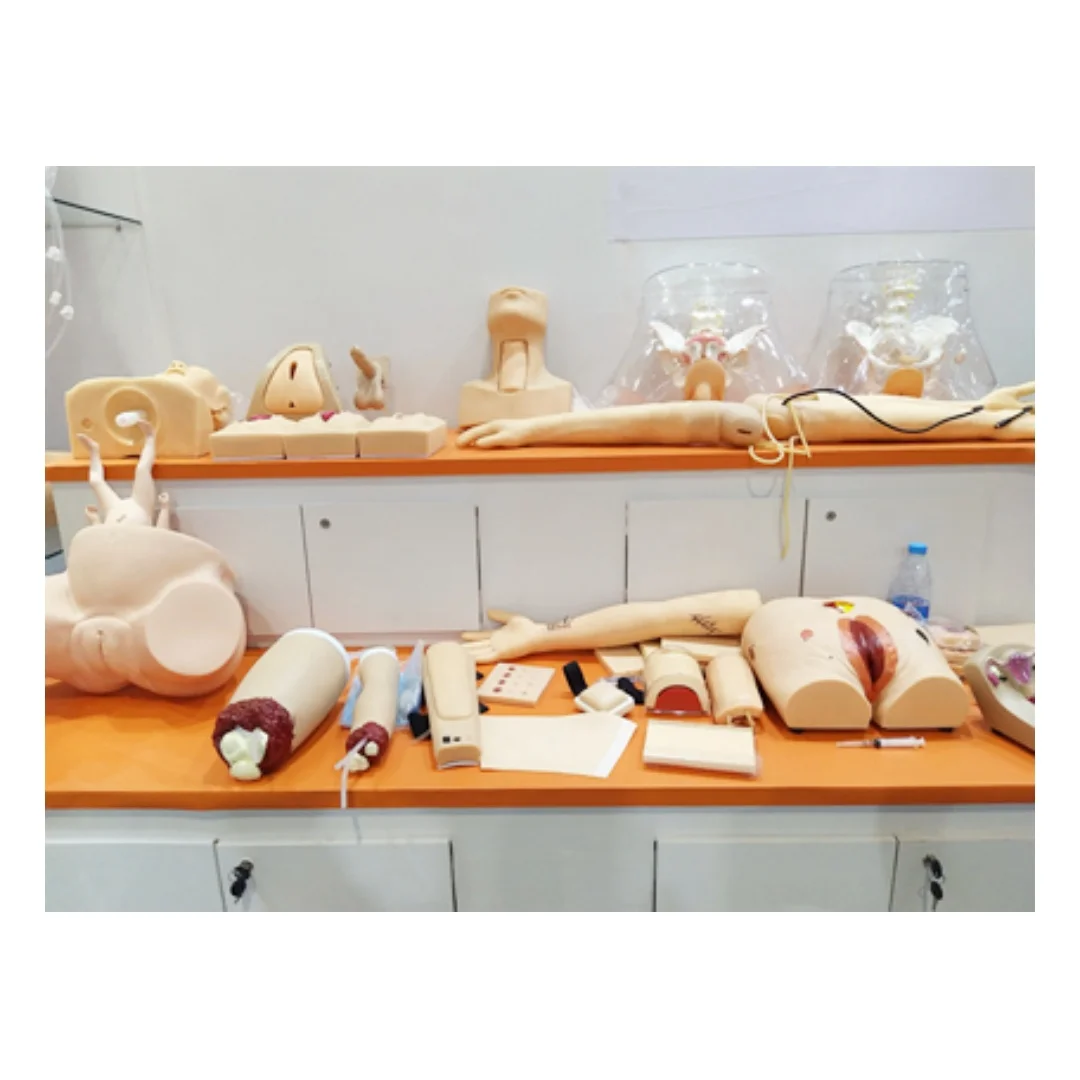 PVC Hen Anatomical Model for School Teaching - Detailed Anatomy Representation Educational Tool