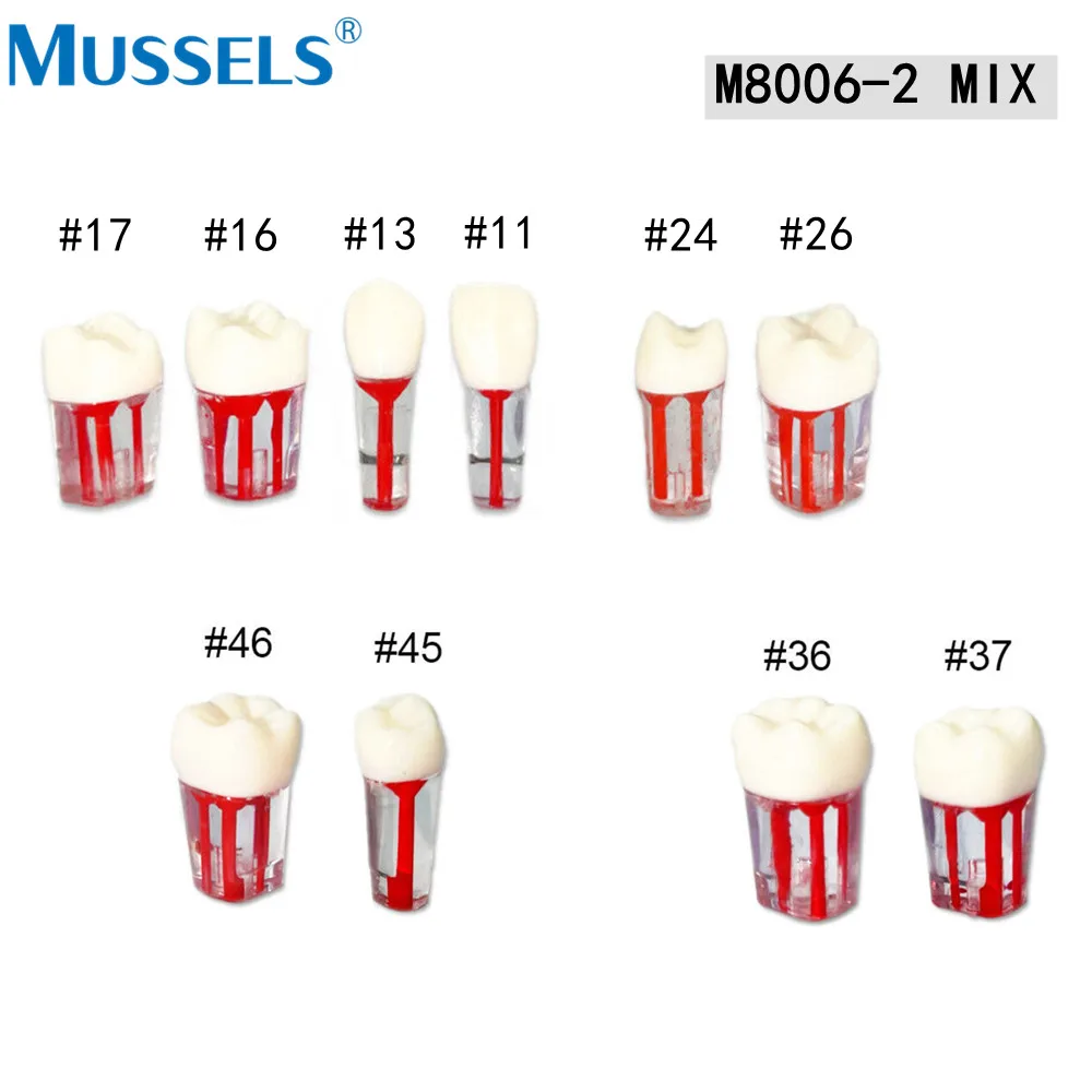 Dental Endo Teeth Model Root Canal Block Training Endodontic RCT Practice Pulp Resin Tooth Study Teaching Dentistry Lab Student