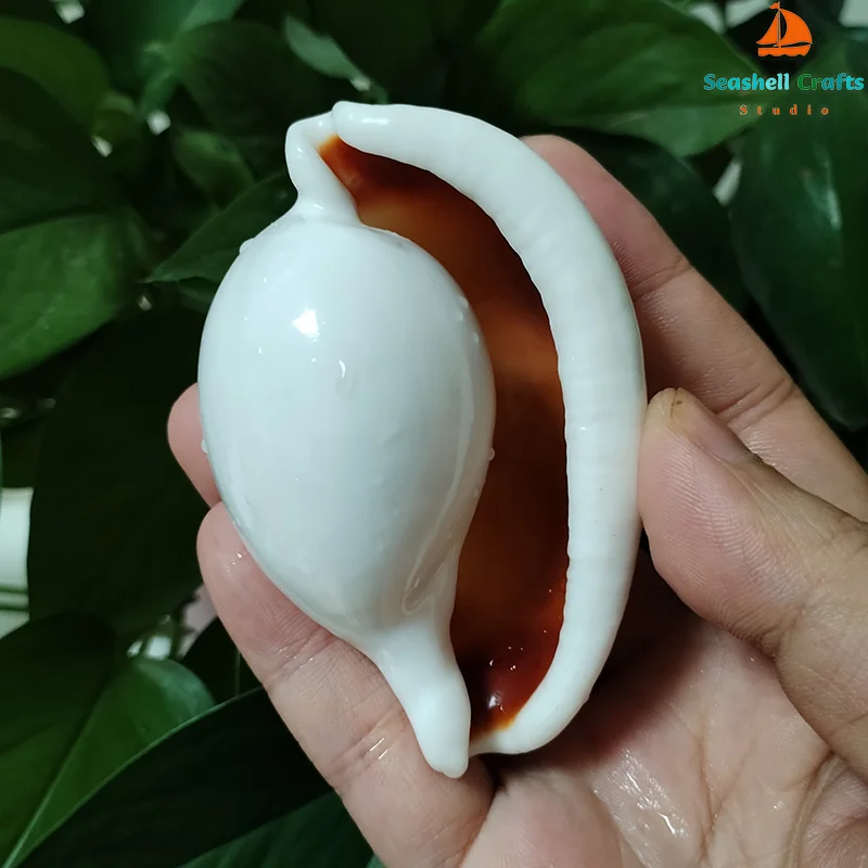 الطبيعية السري Ovula صدف الأبيض اليشم البيضاوي على شكل قذيفة محارة بحري عينة الناسك سرطان البحر خزان الأسماك الزفاف ديكور المنزل