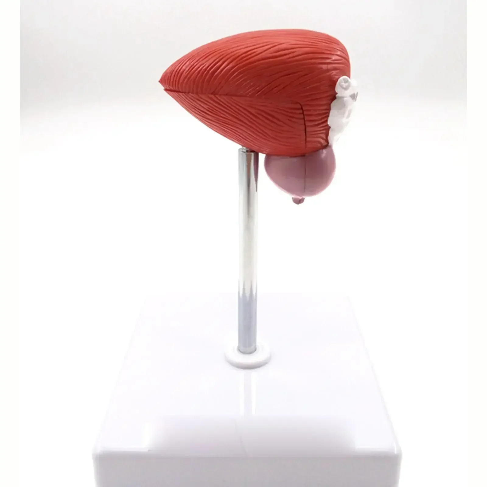 PVC Natural Life Size Anatomical Human Urinary Bladder Prostate Model Medical Urology Anatomy