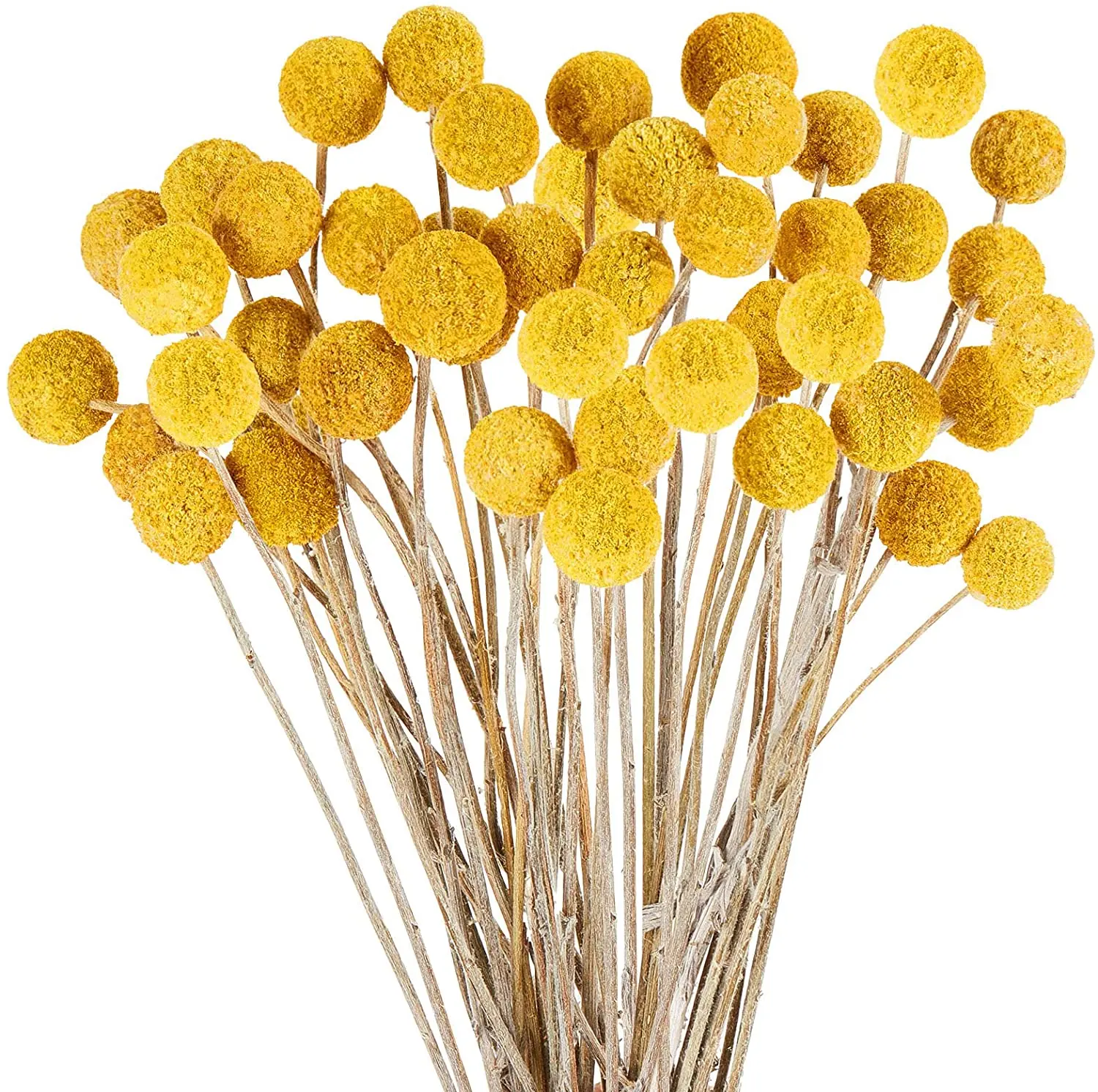 40 Pcs Natural Craspedia Dried Flowers Billy Balls Yellow Bouquet Dry Plant Bunch DIY Crafts Wedding Home Decoration Vase Decor