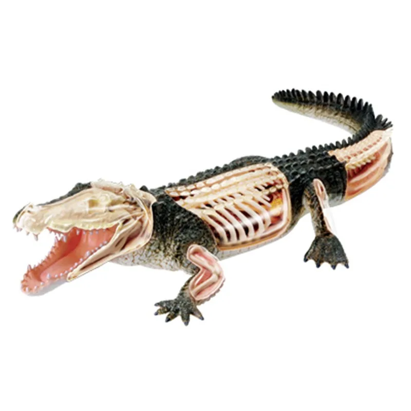 4d-vision-crocodile-organ-anatomy-model-animal-puzzle-toys-for-kids-and-medical-students-veterinary-teaching-model