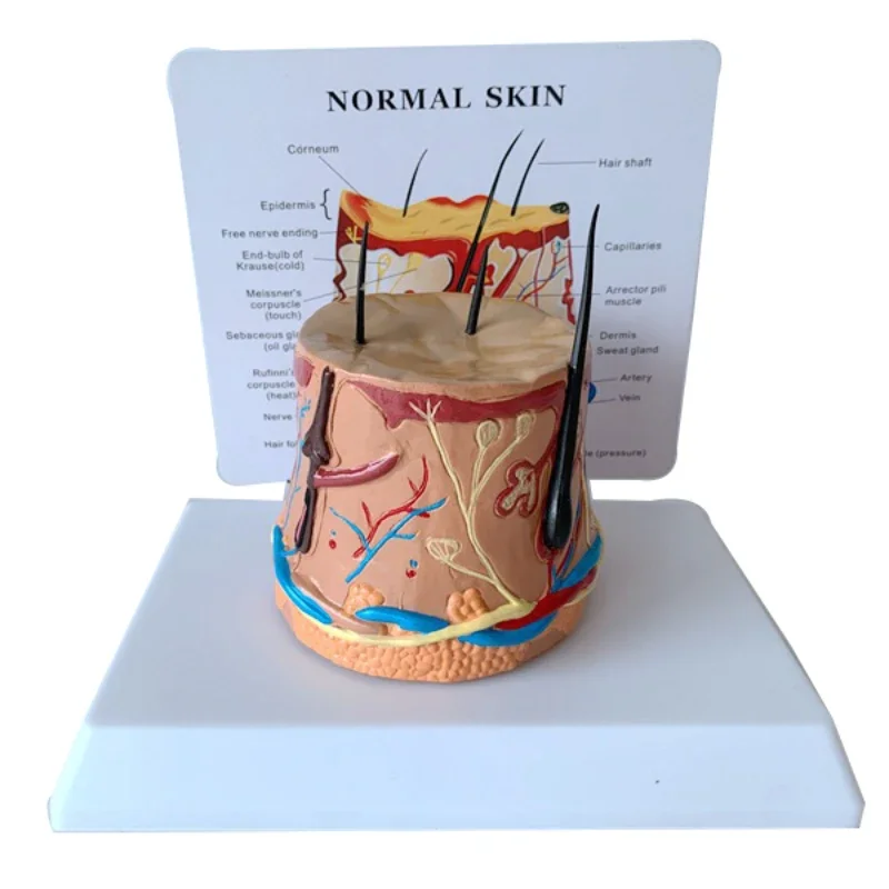 Healthy Skin Human Hair Growth Process Demonstration Process Skin Enlarged Skin Anatomy Model