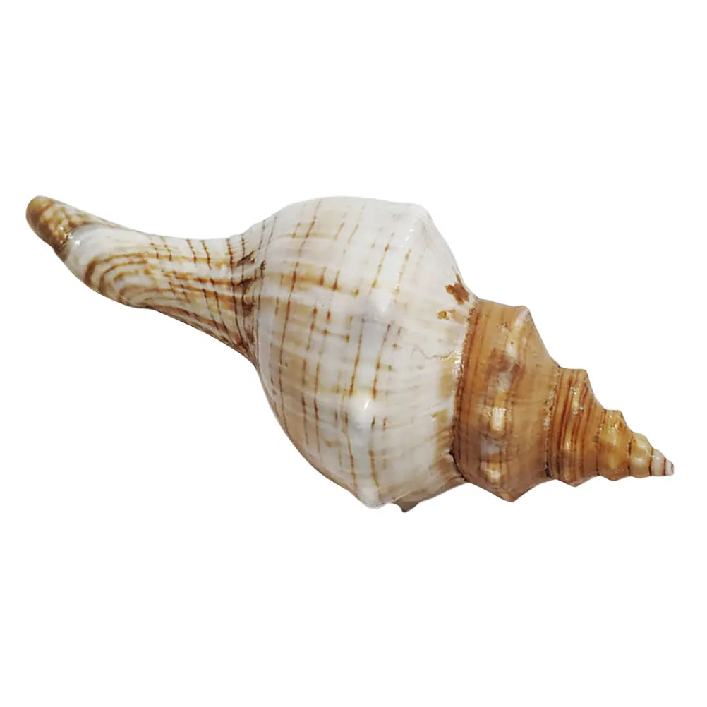 

Large Conch Shell Decoration Aquarium Landscape Ornament Fish Tank Aquatic Shells Seashell Ornaments Wedding