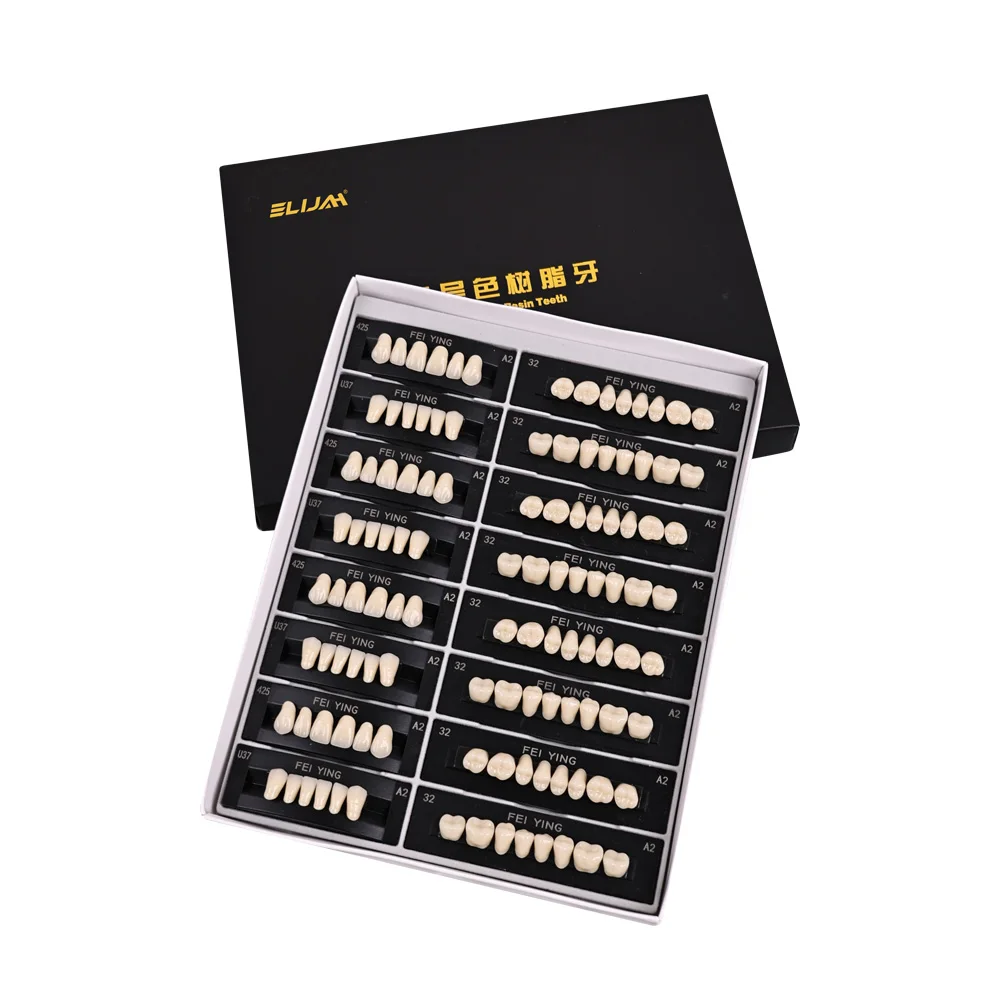 Dental Teaching Model A2 of Maximum Standard Size Teeth Upper and Lower Model for Replacement DIY Halloween