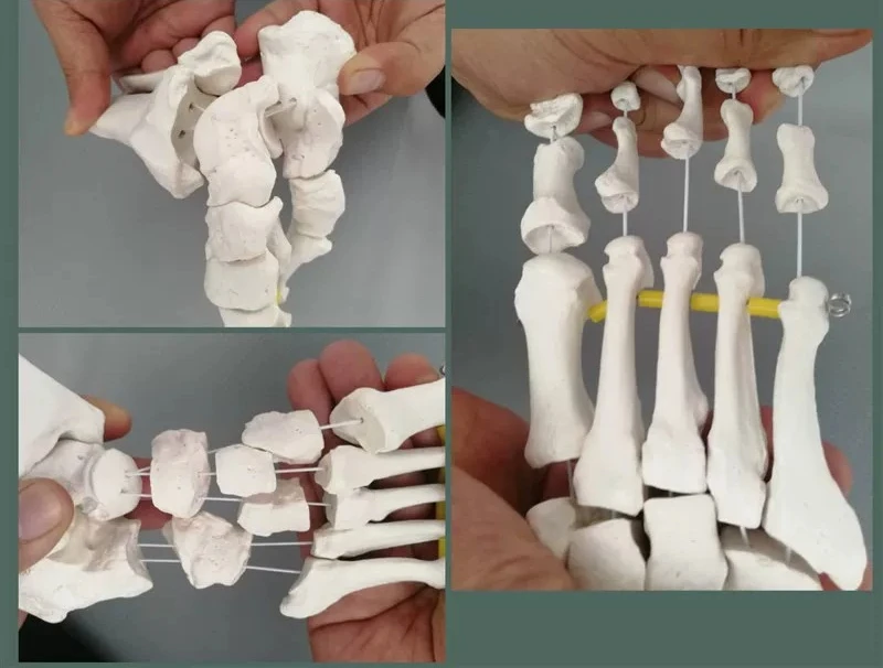 Medical Dynamic Foot Ankle Foot Joint Hand Bone Bone Model Movable Teaching Aids Function Display Rehabilitation Teaching