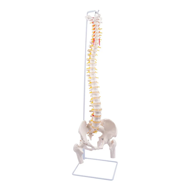 Medical Spine Model Life Size 85cm White Bone Vertebrae, Nerves, Arteries, Lumbar Column And Male Pelvis, Includes Stand