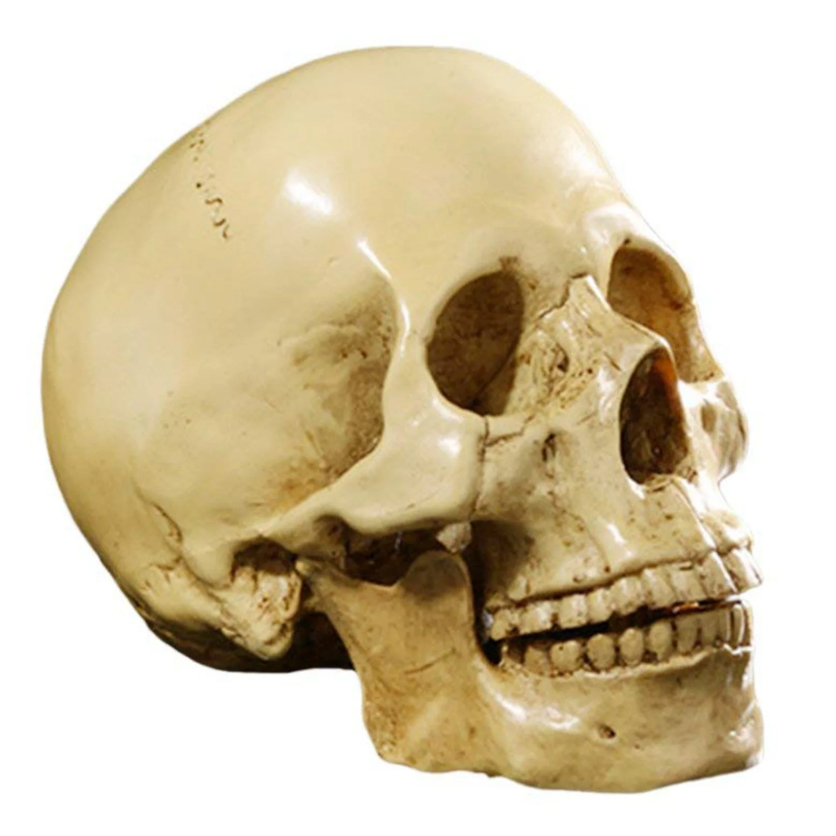A71Z 2X Model 1: 1 Resin Human Skull Anatomical Teaching Decoration Yellow