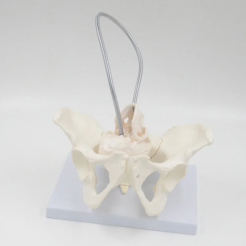 

Child Birth Demonstrate Model Life Size Female Pelvis Bone Medical Teaching Tool Educational Gift Pnatomy Mini Skull Skeleton