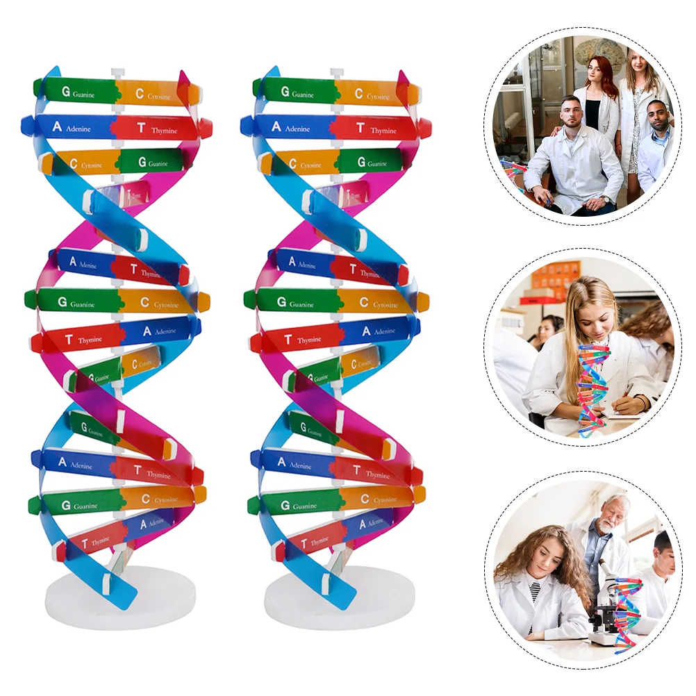 2 Pcs Toy Biology Teaching Aids Model Science Classroom Molecular Abs Human DNA Learning Educational Instrument Child