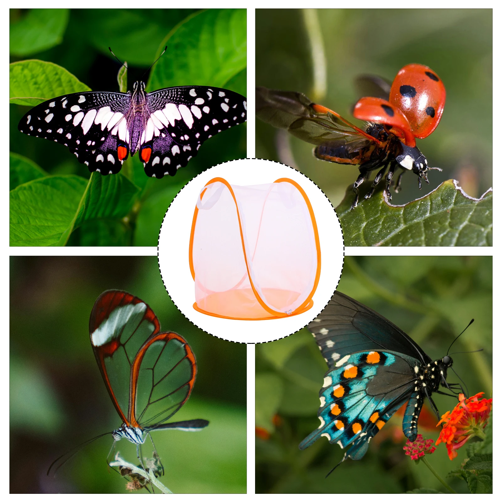 대형 나비 사육장 메쉬 접이식 곤충 서식지 과학 실험용 뒷마당 탐험 투명 디자인