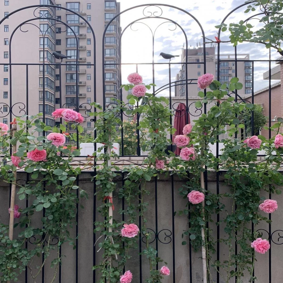 Lotus climbing vine frame Rose rose planting Garden fence Outdoor flower stand Support rod Iron climbing vine flower stand net