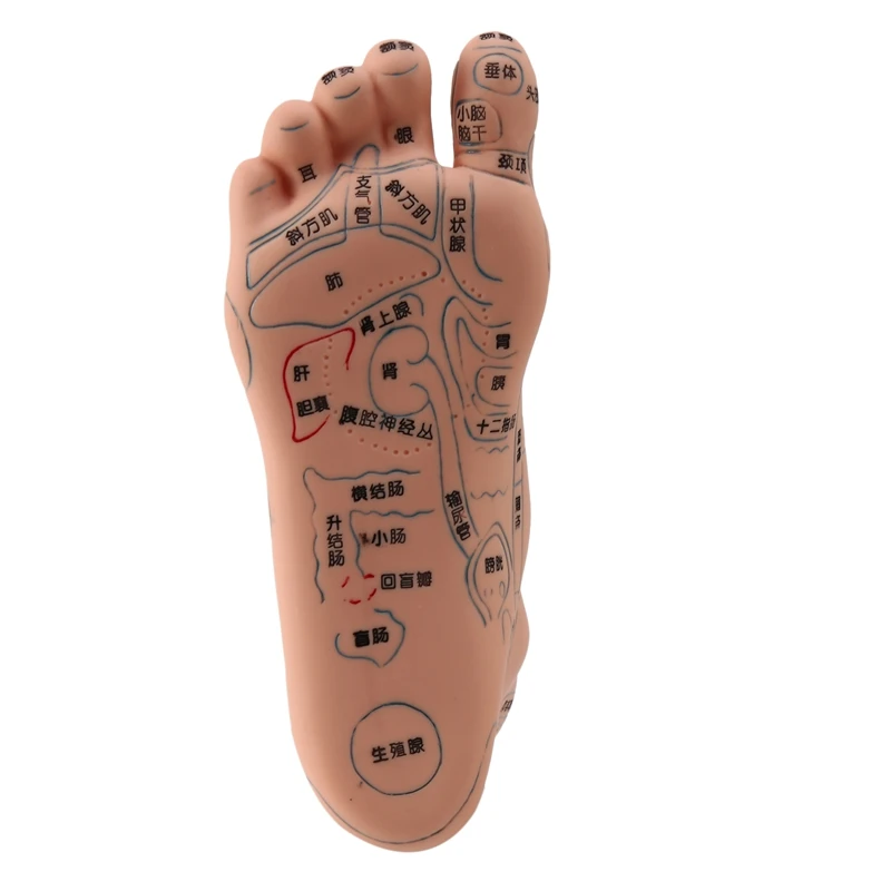 1Pcs 19 Cm Foot Reflex Zone Model Foot Acupuncture Needle Acupoint Model Foot Acupuncture Point Model