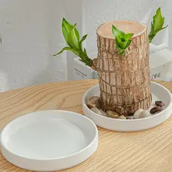 2pcs Brazilian Wood Pallet Desk Decor Elegant Ceramic Plates Plant Pot Base Brazilian Wood Tray Jewelry White Tray Decoration