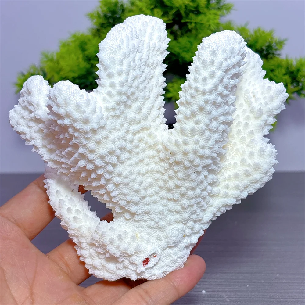 

White Coral Specimen Natural Crystal Home Decoration Room decor Luck Quartz Stone Garden Decorations Healing Energy Love Gifts
