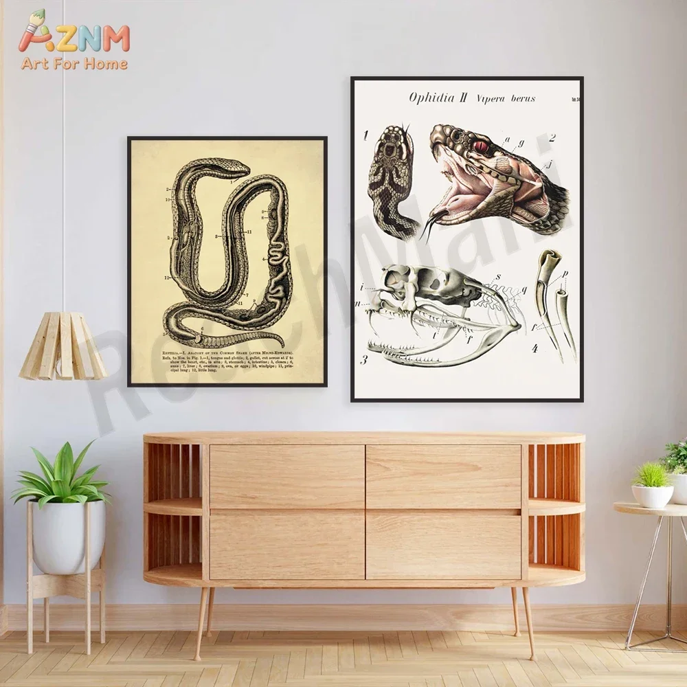 AZNM Vintage Snake Anatomy Canvas Wall Art Viper Skeleton Biological Illustration Print Poster Science Room Decor Unframed Paint
