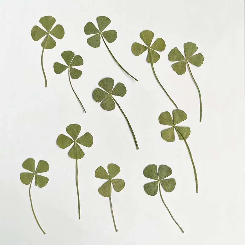 12&24PCS/Real Natural Plant Dried Pressed Flowers Lucky Leaf Four Clover Branch,Dry Press Green Leaves For Epoxy Resin,Frames