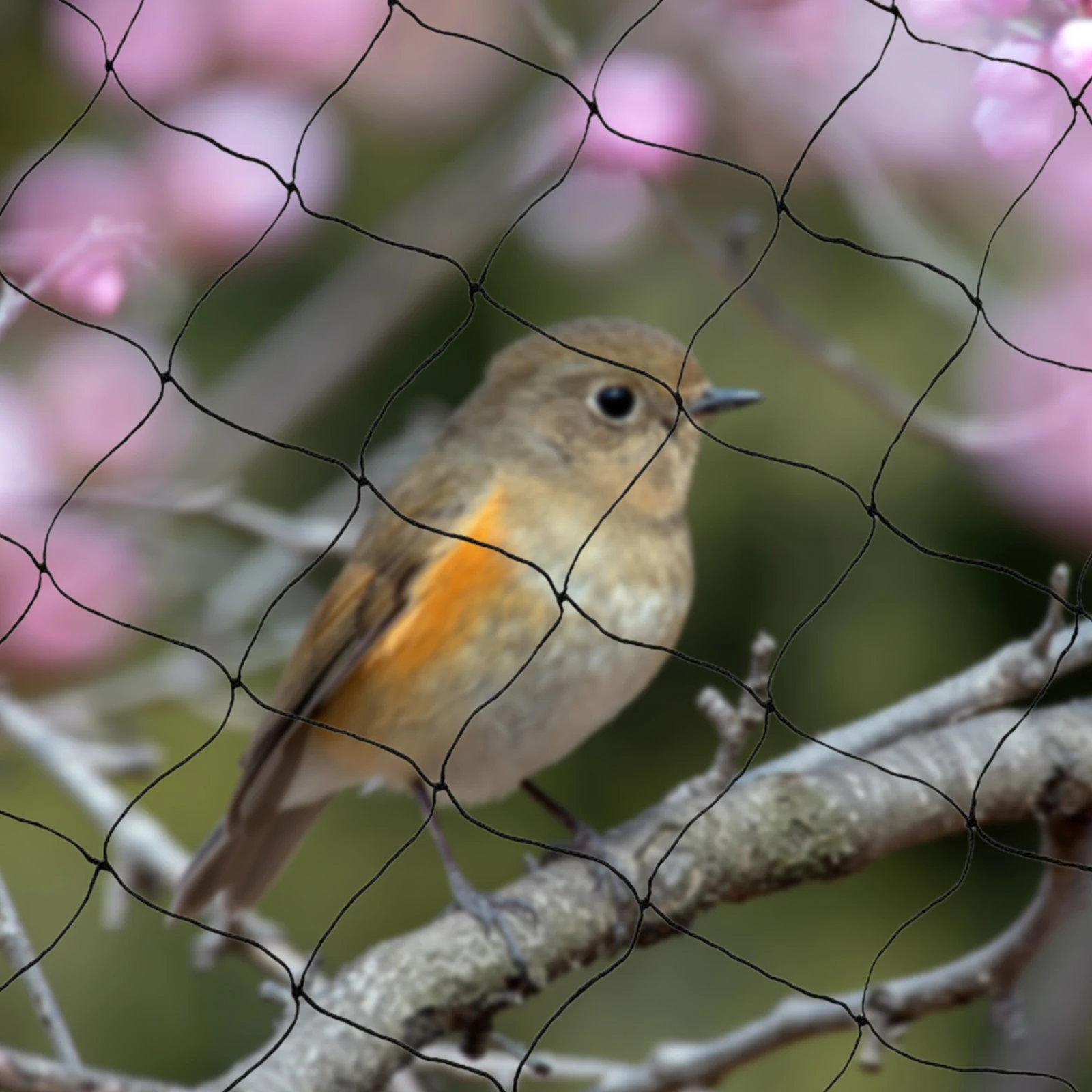 

30x15 м сетка для птиц, полиэстеровая сетка для защиты птиц для курятника, сверхмощная сетка для черного сада, сетка для птицы, забор