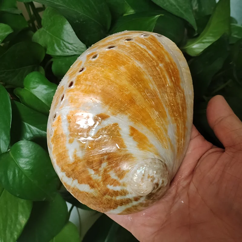 

Large Polished Deep Orange Abalone Sea Shells Natural Red Shell Smudge Bowl for Incense Burner Home Decor and Display