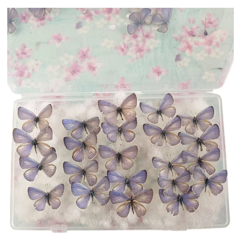 10-100 pcs natural Real Butterflies Specimen (Zizula hylax）Artwork Material Home Decoration DIY