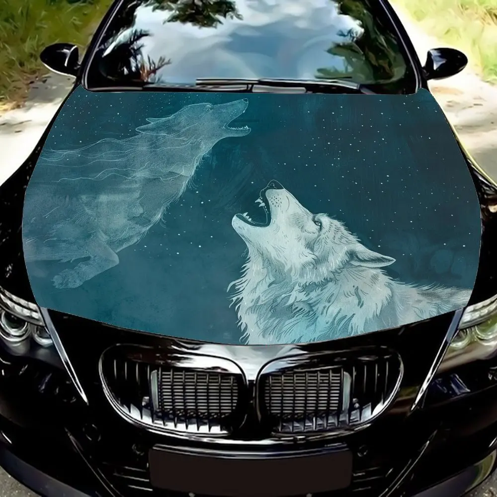 Gray Wolf Growling … - image