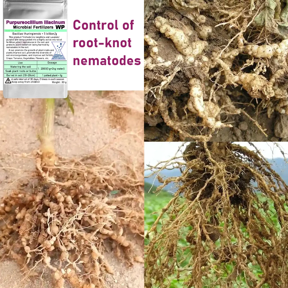 30 جرام فطر التحكم الحيوي المتقدم من Purpureocillium lilacinum لتحقيق Nematode الأسمدة الميكروبية لخصوبة التربة
