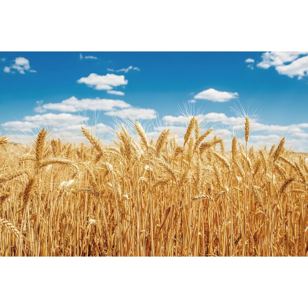 Autumn Photography Backdrop Rural Wheat Fields Farm Barn Harvest Pumpkin Haystack Thanksgiving Baby Portrait Photo Background