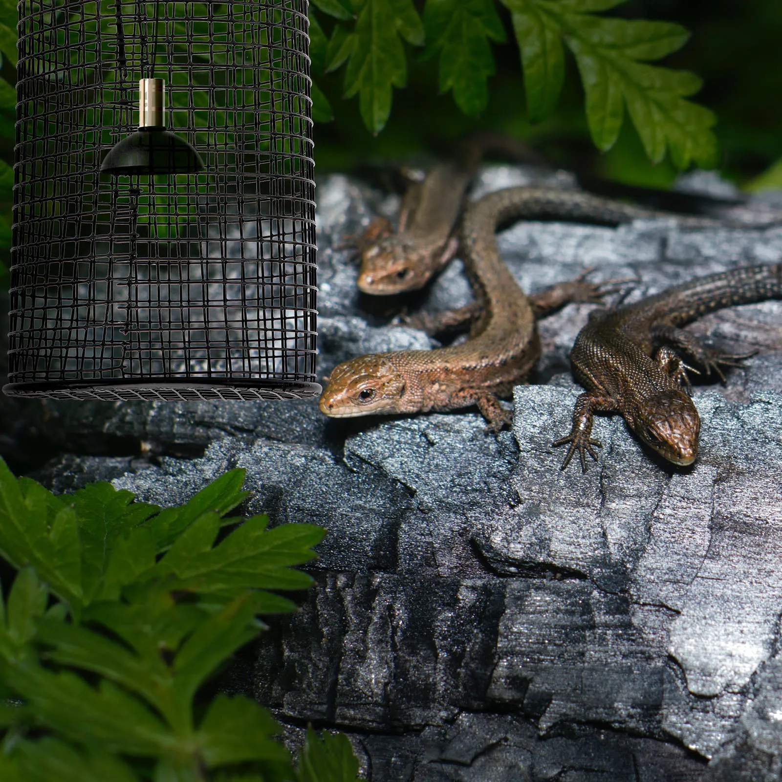 

1Pcs Pet Lampshade Reptile Lamp Cover Round Anti-Scalding Durable Iron Heating Lamp Shell Pet Lampshade Reptile Supplies