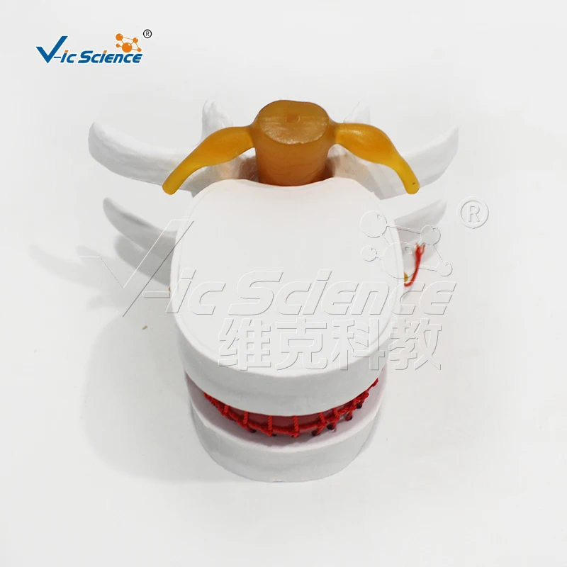 Medical Science Modelo bloqueio lombar, Espinha Humana