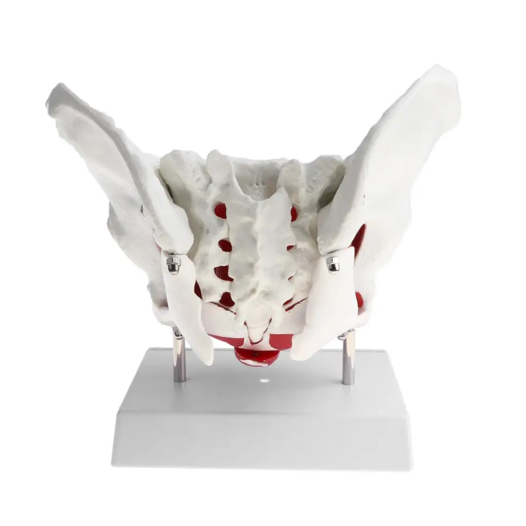 1:1 Lifesize Female Pelvis Coccyx Sacrum with Removable Organs Model Display School Teaching Tool