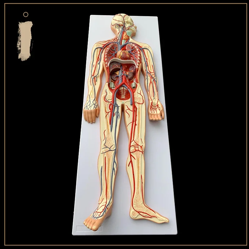 Blood Circulation Model Anatomical Circulatory System Model Heart Visceral Organ Anatomical Model Medical Teaching Aids
