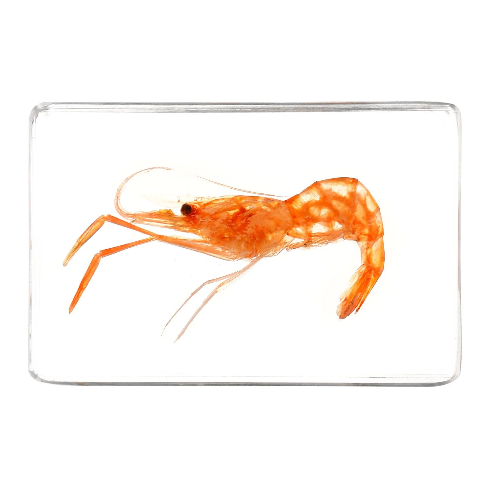 

Resin Shrimp Specimen Decoration Durable Light Portable for Science Resin Specimen Science Collection