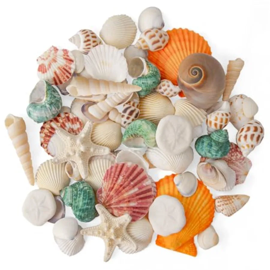 

Sea Shells Mixed Beach Seashells 12 Kinds Various Sizes tural Sea shells Beach Party Fish Tank Vase Filler