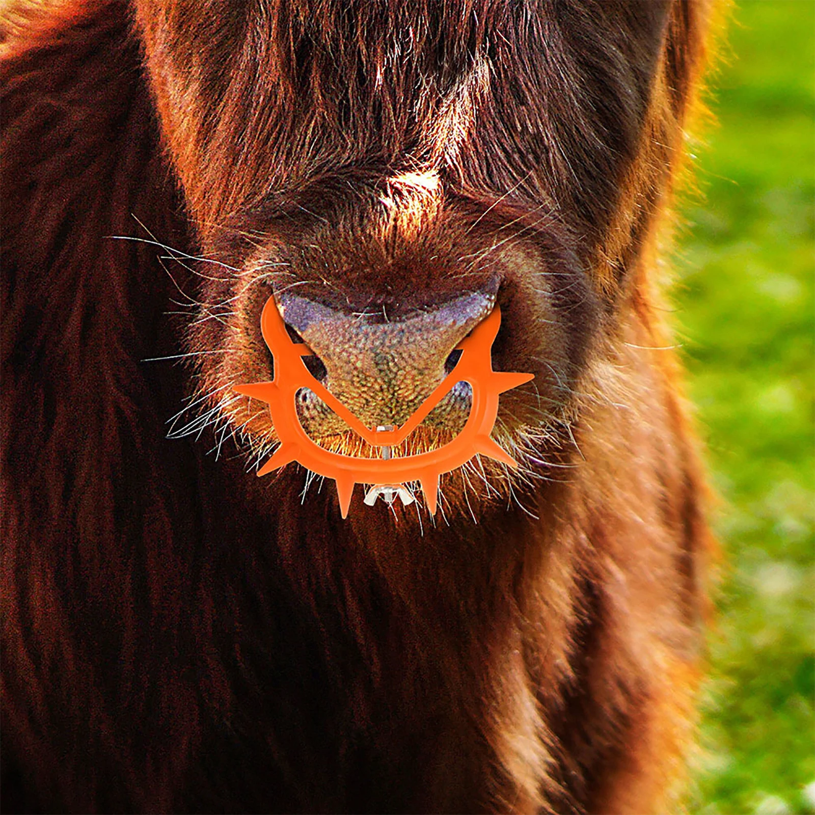 

8pcs Durable Cattle Nose Ring Lightweight Comfortable Farm Livestock Weaning Tool Calf Accessories Bull Pliers Thick Clip Long