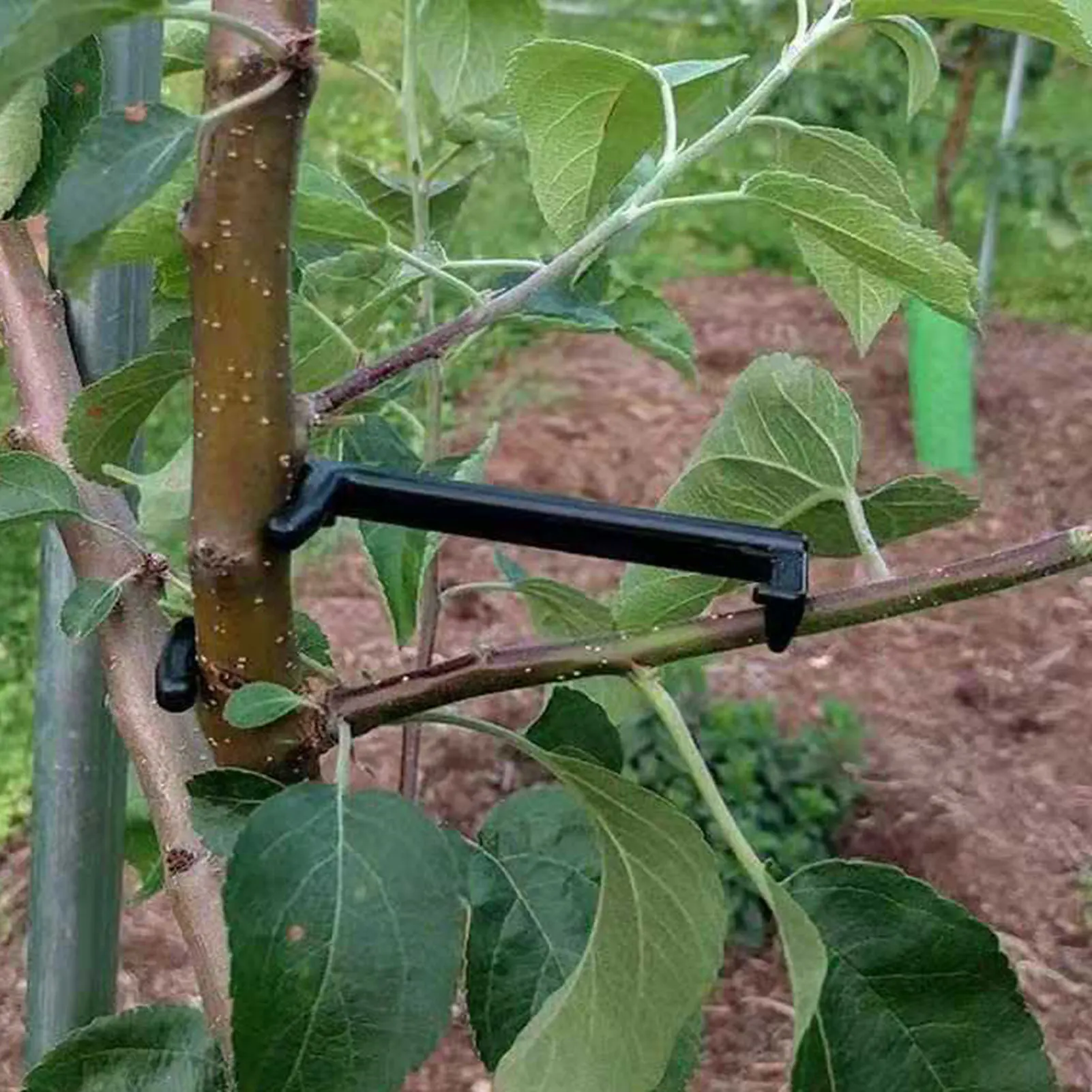 Fruit Tree Branch Limb Spreader Ajuda, Crescer a partir do tronco central para Espalhar Virilha Angles Ramos