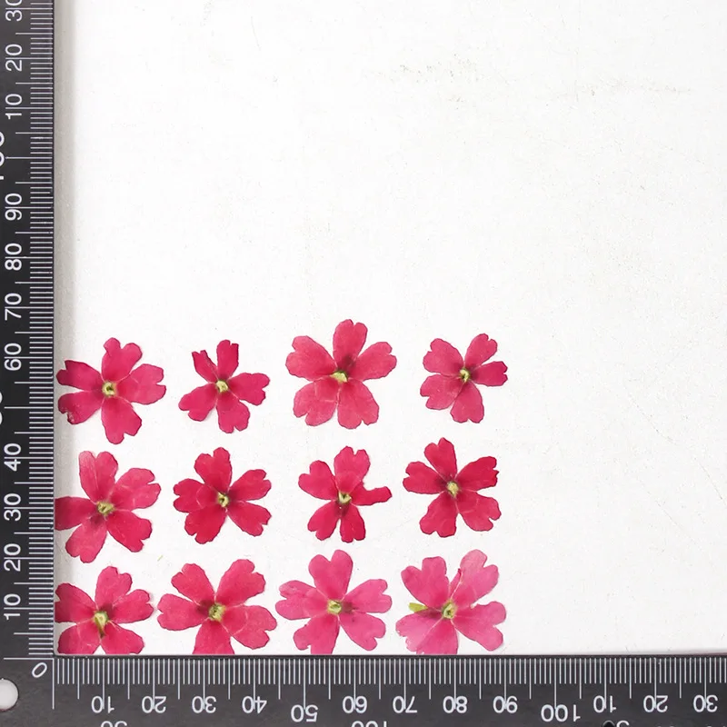 12 Stück, echte getrocknete Blumen, Prägematerialien, DIY-Zubehör für Epoxidharz, für Handyhüllen, Nagelkunst, Gesichtsaufkleber, handgefertigte Dekoration – Detail 8