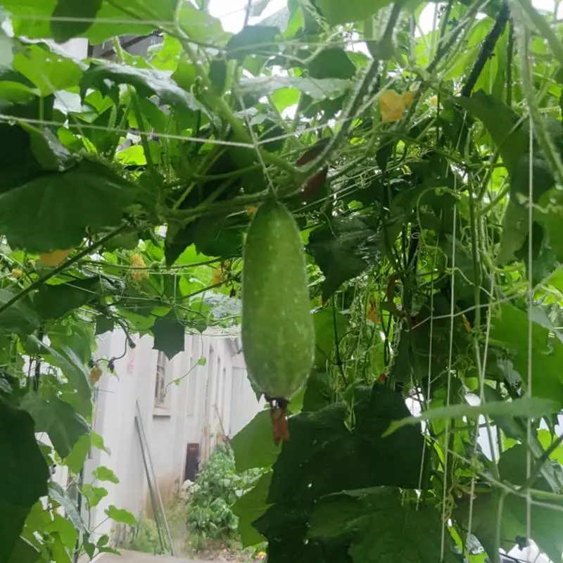 Tomate Trellis Net, Rede de escalada para legumes, Rede de cultivo ao ar livre, Planta de poliéster