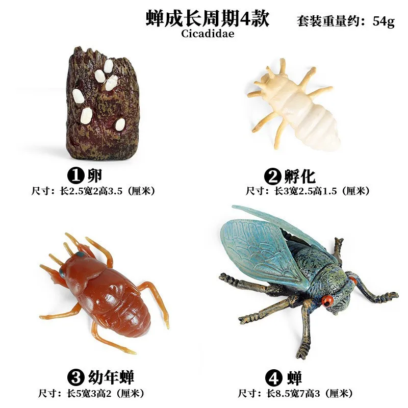 Life Growth Cycle Simulation Insect Butterfly Frog Chicken Action Figures Animal Model Baby Educational Miniature Kids Toy