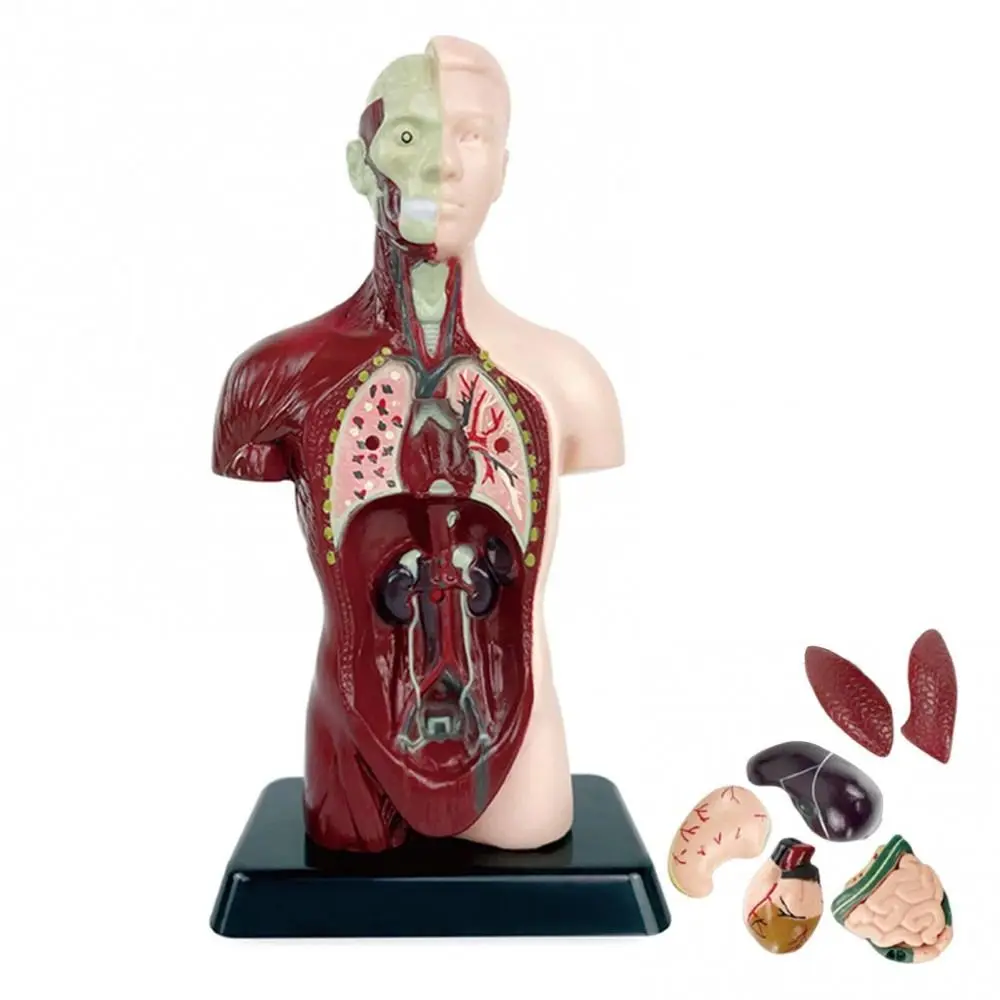 Kunststoff Menschlicher Torso Anatomie Modell DIY Mannequin Bau Menschlicher Körper Pädagogische Prop Montessori 3D Skelett Modell