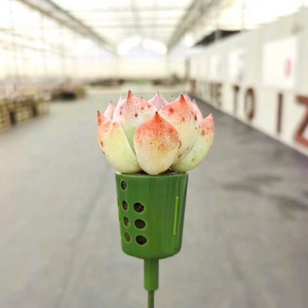 

5pcs Succulent Plants Bouquet Holder Green Rack Wedding Decor Arrangement Stick Flower Store Supplies Bouquet Fixing St