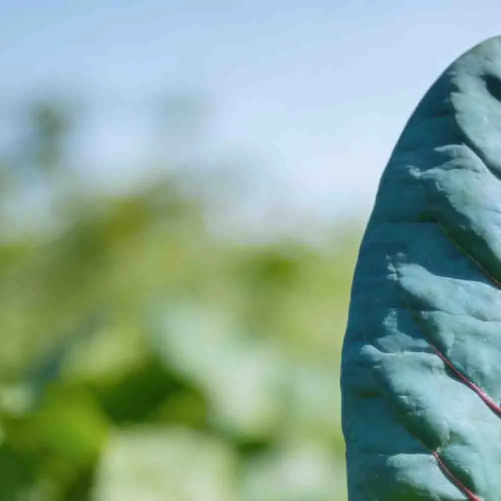 Betafpv Pavo Pico I…