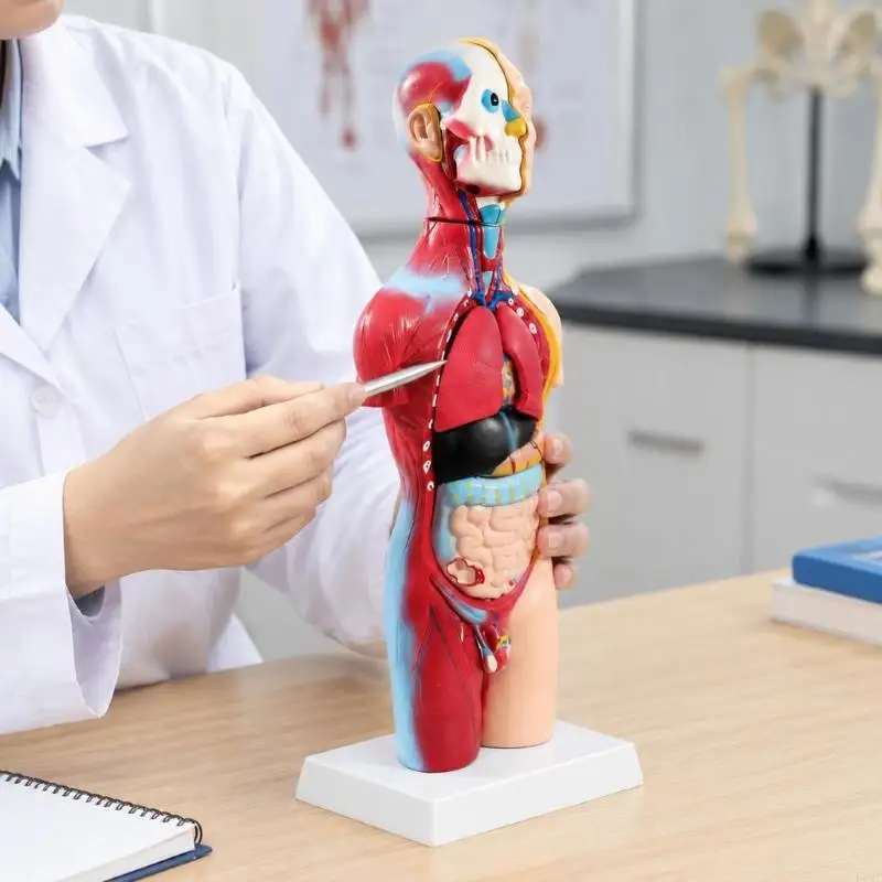 3D Human Torso Anatomy Model on a Base for Visual Structure Study F19E