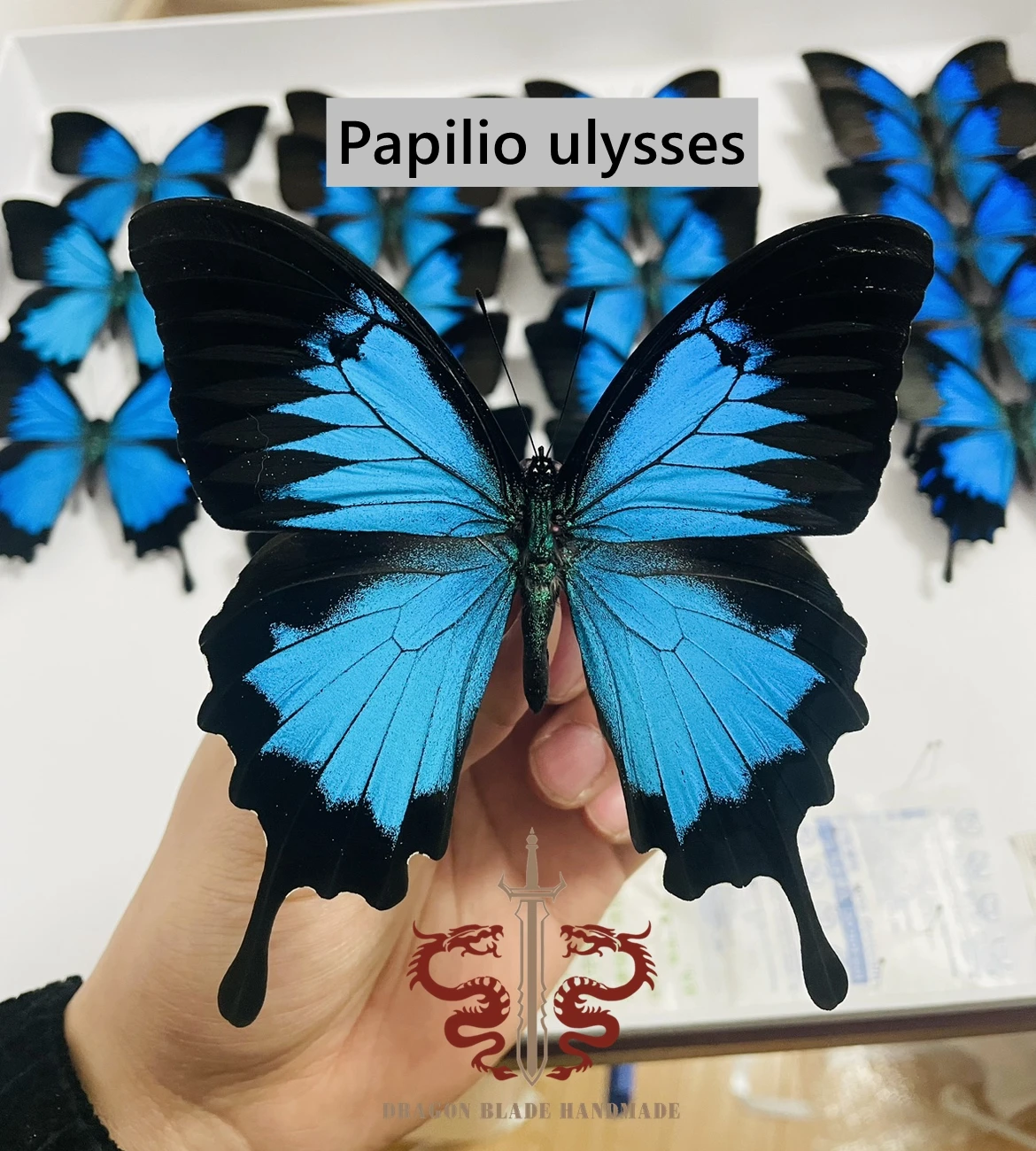 Butterfly specimen Papilio ulysses, 1pc wings spread A1/A- high quality, Decorative Display Collection Gifts