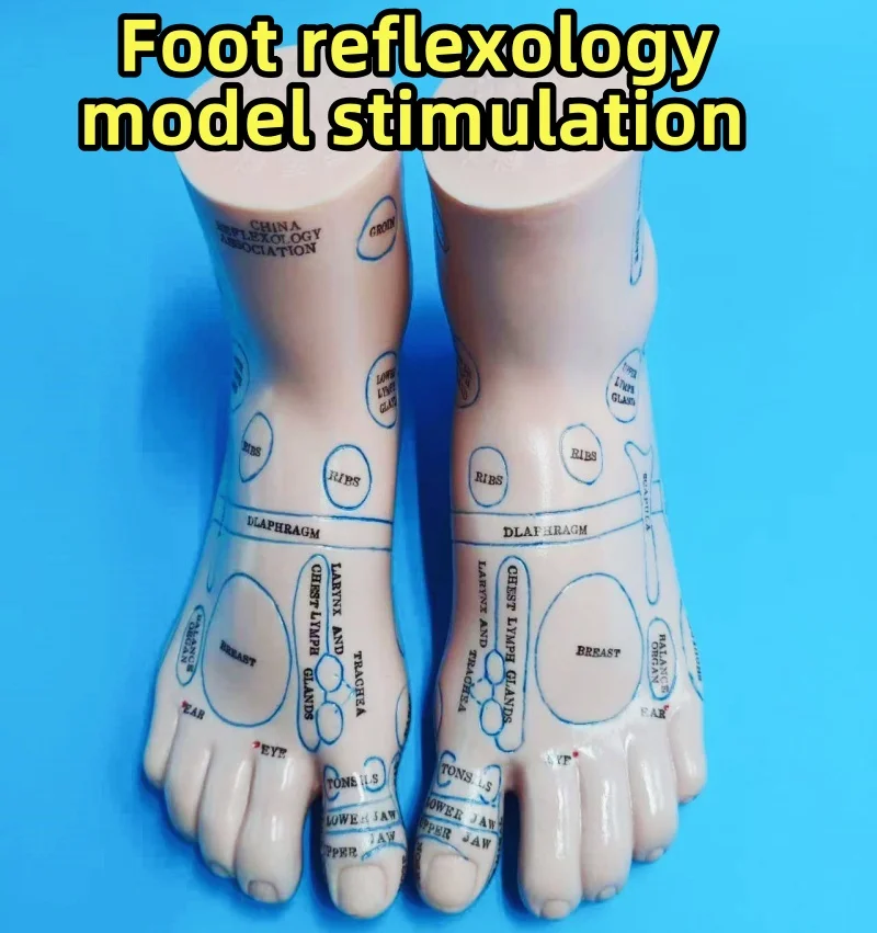 1 Paar 19 cm Fußreflexzonen-Massagemodell Englischer Code Fußakupunkturnadel Akupunkturpunkt Reflexzonenmassage Füße Reflexzonenmassage