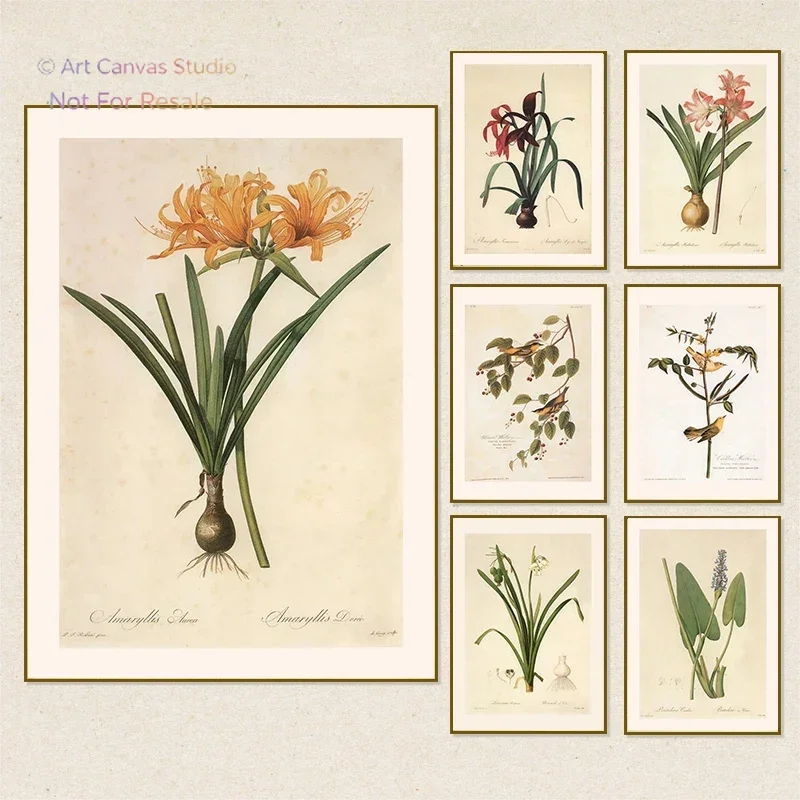 Vintage Botanical Posters and Prints Blush-colored Crinum Barbados Lily Canvas Painting Wall Art Picture for Room Office Deco